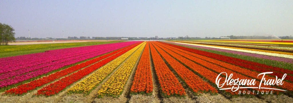 Tulip fields