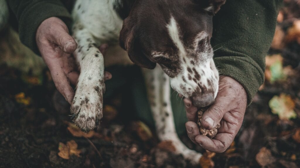 Family-friendly experiences and things to do in Italy - truffle hunting